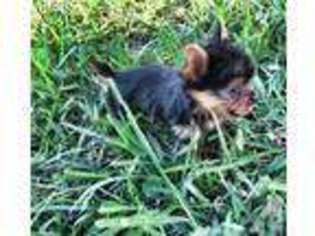 Yorkshire Terrier Puppy for sale in CLERMONT, FL, USA