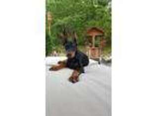 Doberman Pinscher Puppy for sale in Highlandville, MO, USA