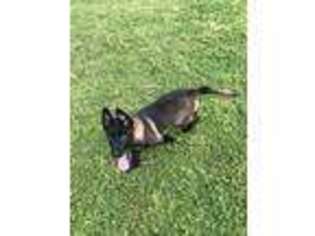 Belgian Malinois Puppy for sale in Mexia, TX, USA