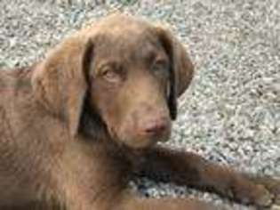 Chesapeake Bay Retriever Puppy for sale in Cle Elum, WA, USA