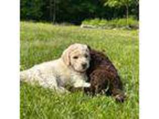 Mutt Puppy for sale in Saratoga Springs, NY, USA