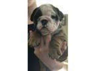 Bulldog Puppy for sale in Leesburg, AL, USA
