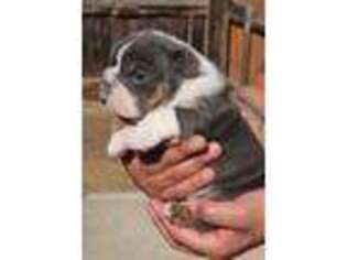Bulldog Puppy for sale in Arvada, CO, USA