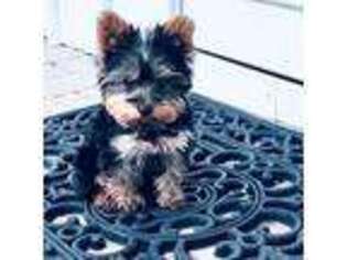 Yorkshire Terrier Puppy for sale in Randolph, NJ, USA