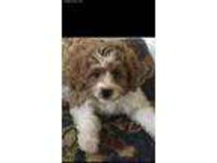 Cavapoo Puppy for sale in Kathleen, GA, USA