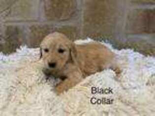 Golden Retriever Puppy for sale in Weatherford, TX, USA