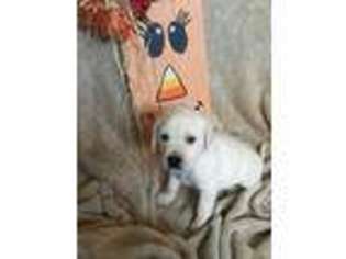Labrador Retriever Puppy for sale in Sterling, CO, USA
