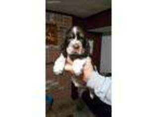 English Springer Spaniel Puppy for sale in Saxonburg, PA, USA