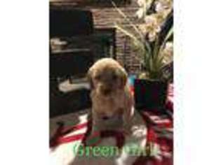 Golden Retriever Puppy for sale in Moody, AL, USA
