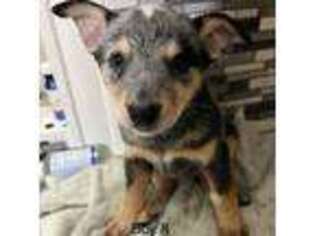 Australian Cattle Dog Puppy for sale in Beavertown, PA, USA