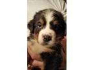 Bernese Mountain Dog Puppy for sale in Buckley, WA, USA