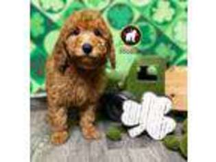 Goldendoodle Puppy for sale in Rigby, ID, USA