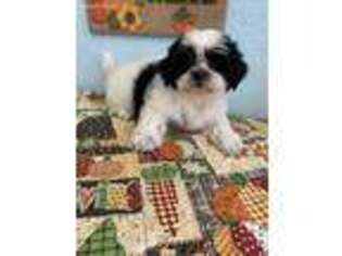 Mutt Puppy for sale in Edgewood, TX, USA