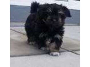 Havanese Puppy for sale in Colorado Springs, CO, USA