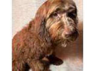 Labradoodle Puppy for sale in Schriever, LA, USA