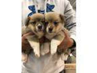 Pembroke Welsh Corgi Puppy for sale in Connersville, IN, USA