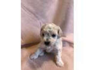 Mutt Puppy for sale in Overland Park, KS, USA