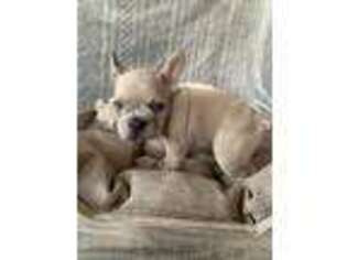 French Bulldog Puppy for sale in Sandia, TX, USA