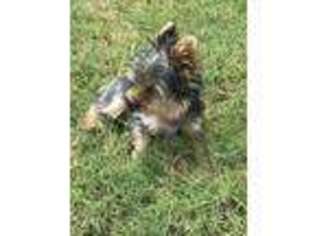 Yorkshire Terrier Puppy for sale in Rockport, TX, USA
