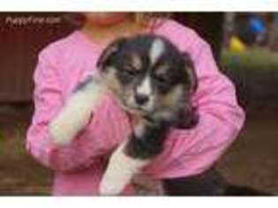 Pembroke Welsh Corgi Puppy for sale in Bowman, GA, USA