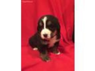 Bernese Mountain Dog Puppy for sale in Bath, PA, USA