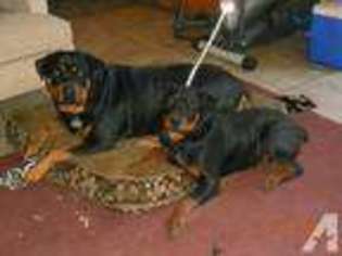 Rottweiler Puppy for sale in BETHEL ISLAND, CA, USA