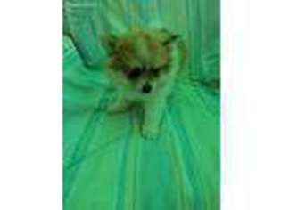 Pomeranian Puppy for sale in Tipp City, OH, USA