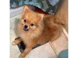 Pomeranian Puppy for sale in Avon Park, FL, USA