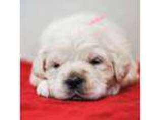 Mutt Puppy for sale in Millry, AL, USA