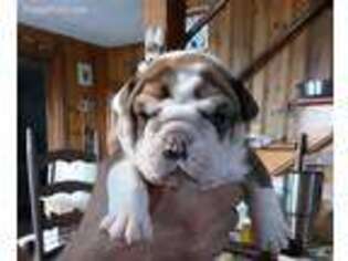 Bulldog Puppy for sale in Callands, VA, USA
