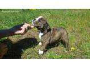 Olde English Bulldogge Puppy for sale in Olalla, WA, USA