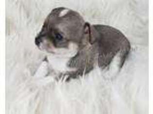 Chihuahua Puppy for sale in Marland, OK, USA