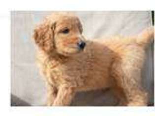 Goldendoodle Puppy for sale in Miami, FL, USA