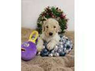 Goldendoodle Puppy for sale in Saint Elizabeth, MO, USA