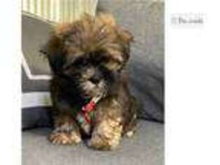 Shorkie Tzu Puppy for sale in Springfield, MO, USA
