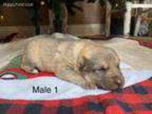 German Shepherd Dog Puppy for sale in Stringer, MS, USA