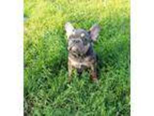 French Bulldog Puppy for sale in Rockville, MD, USA