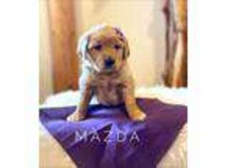 Mutt Puppy for sale in Melba, ID, USA