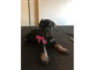 Mutt Puppy for sale in Woodhaven, NY, USA