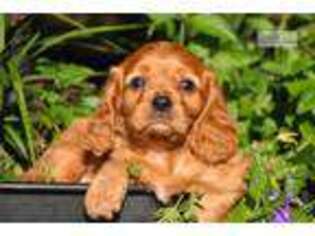 Cavalier King Charles Spaniel Puppy for sale in Charlottesville, VA, USA
