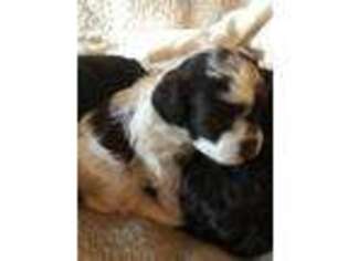 Poovanese Puppy for sale in Lewisburg, TN, USA