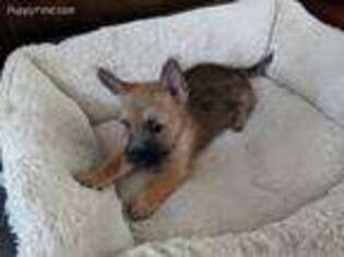 Cairn Terrier Puppy for sale in Canton, MI, USA