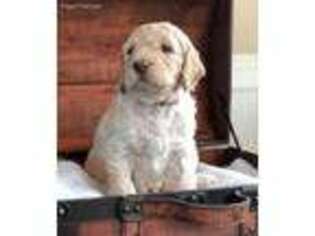 Goldendoodle Puppy for sale in Richmond, KY, USA