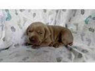Weimaraner Puppy for sale in Troutman, NC, USA