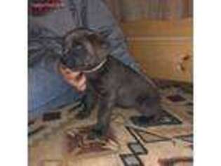 Cane Corso Puppy for sale in Rozet, WY, USA