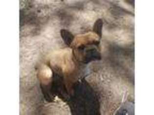 French Bulldog Puppy for sale in Mountain Home, ID, USA