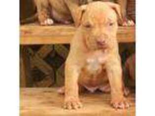 Mutt Puppy for sale in Saint Stephens, AL, USA
