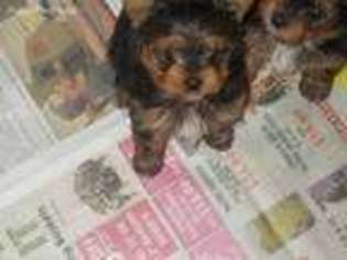 Yorkshire Terrier Puppy for sale in Wheatfield, IN, USA