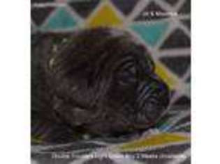 Neapolitan Mastiff Puppy for sale in Hernando, FL, USA