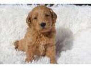 Goldendoodle Puppy for sale in Pierce City, MO, USA